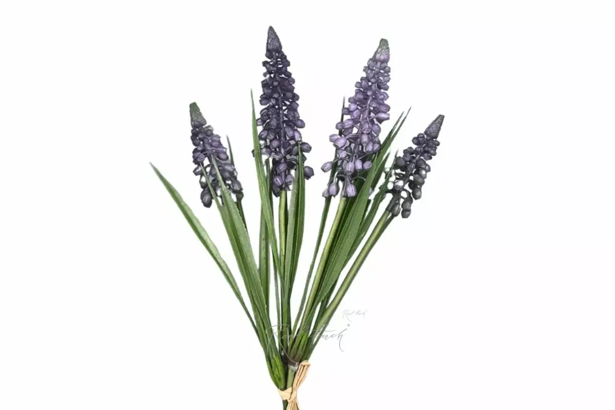 Мускари пучок - Фиолетовый Мускари пучок - Фиолетовый