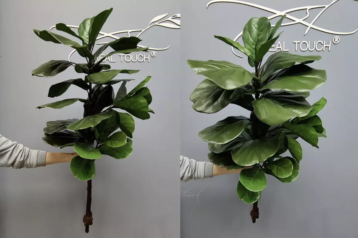 Фикус Лирата без кашпо 140см - Зеленый