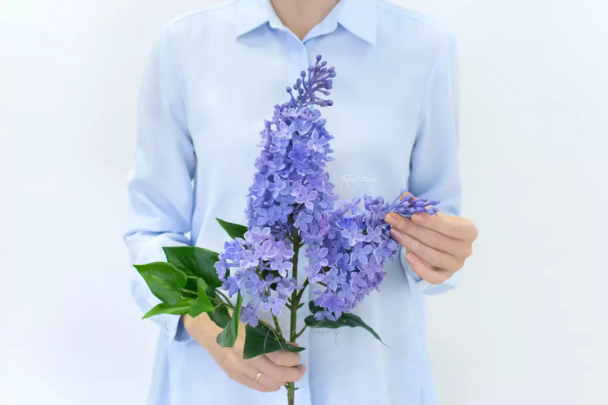 Сирень (3 ветки) - Фиолетовый