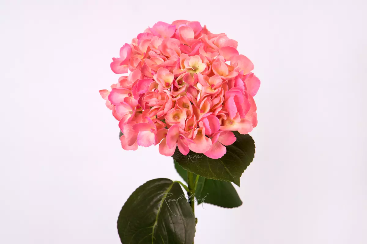 Гортензия крупнолистная на стебле - Темно-розовый