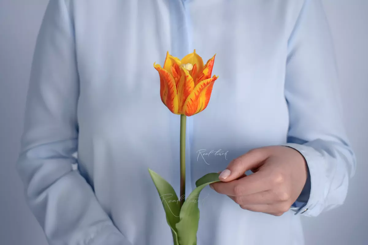 Тюльпан лилиецветный малый - Оранжевый