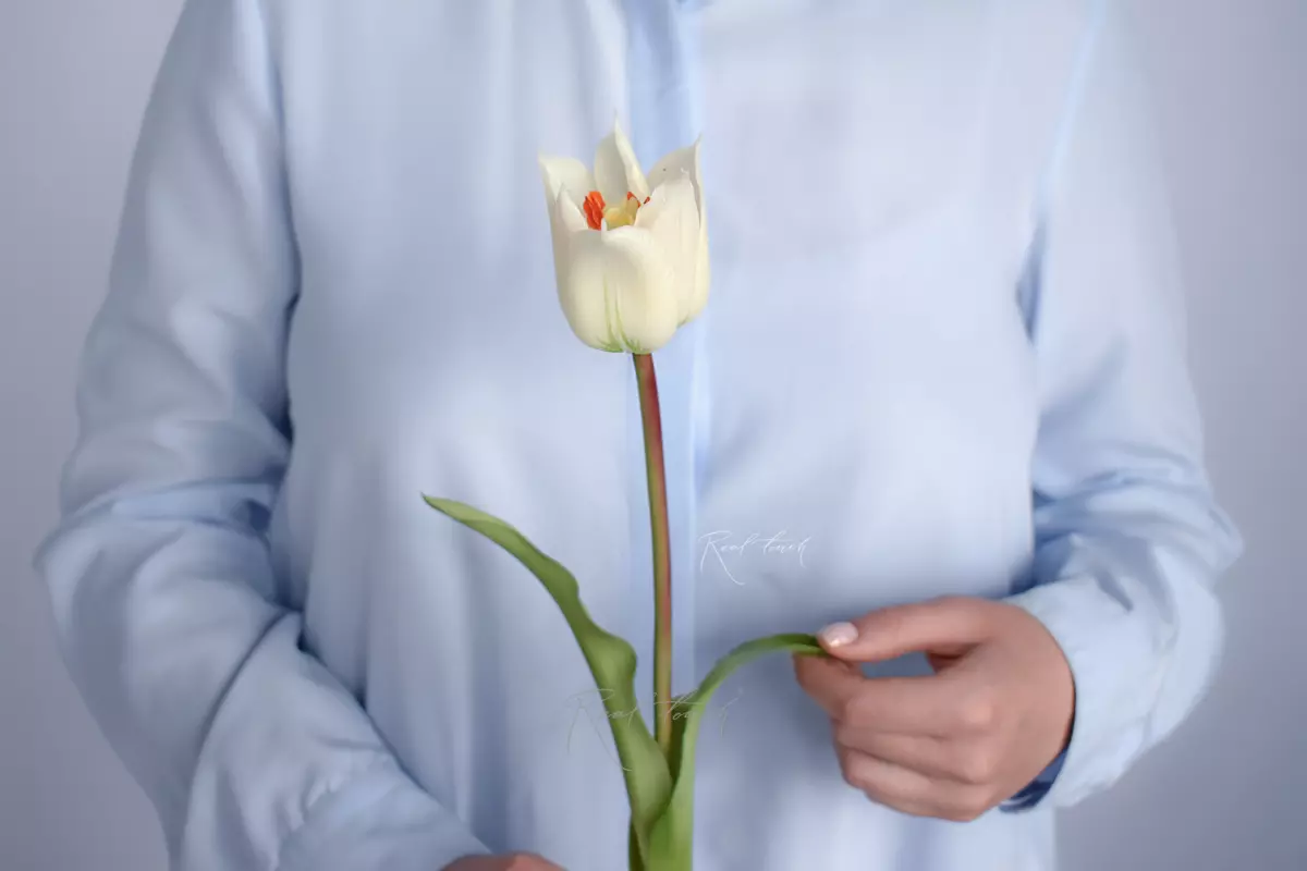 Тюльпан лилиецветный малый - Белый