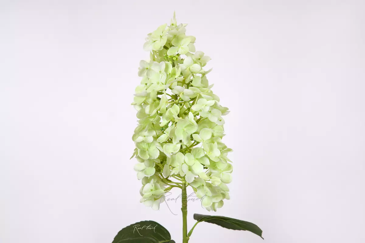 Гортензия метельчатая на стебле - Зеленый