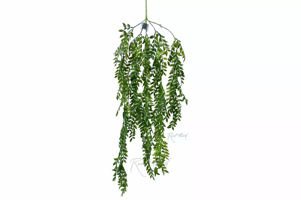 Ветка Рускус Иглица ампельная - Зеленый