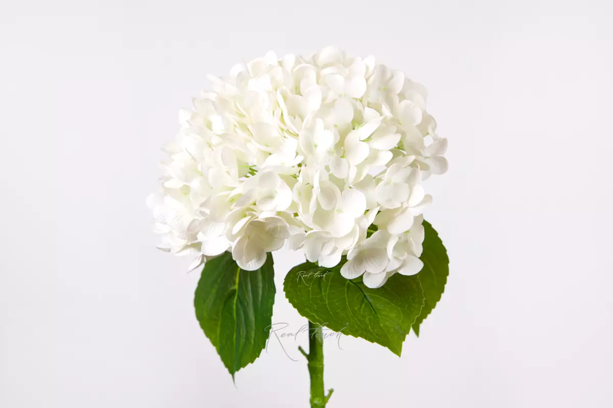 Гортензия садовая на стебле - Белый