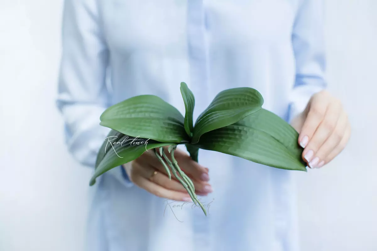 Листья Орхидеи малый 25см - Зеленый Листья Орхидеи малый 25см - Зеленый