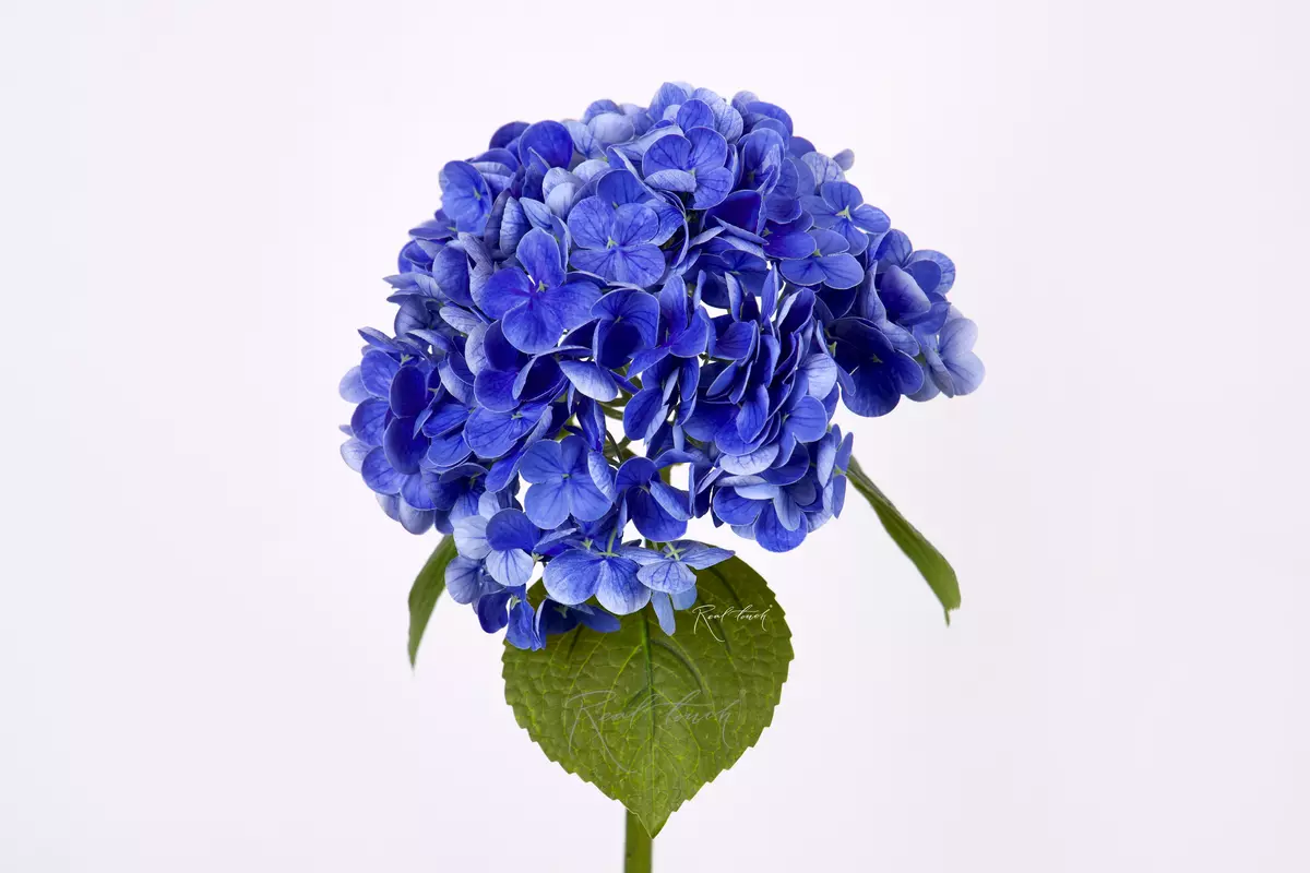 Гортензия садовая на стебле - Синий