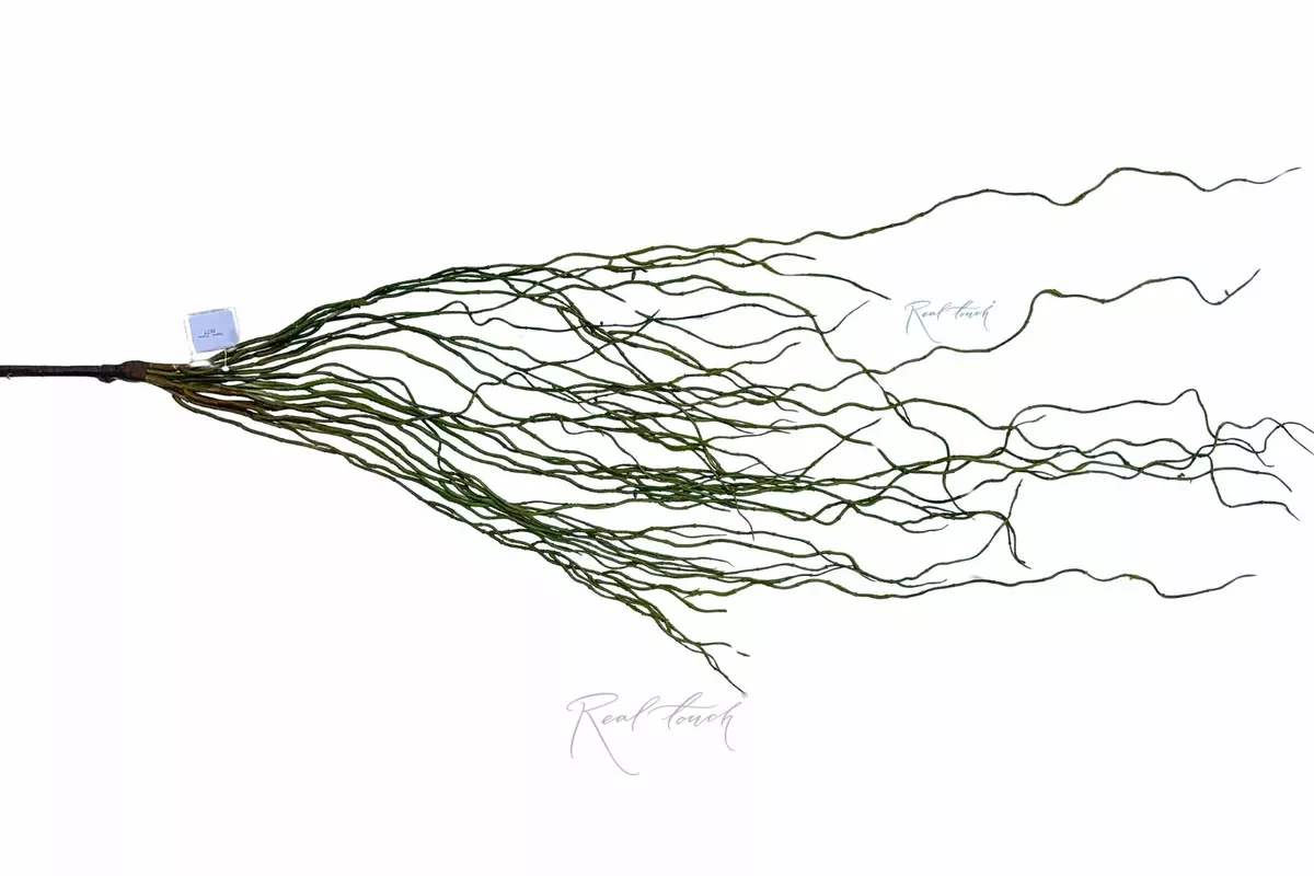 Корни - Зеленый