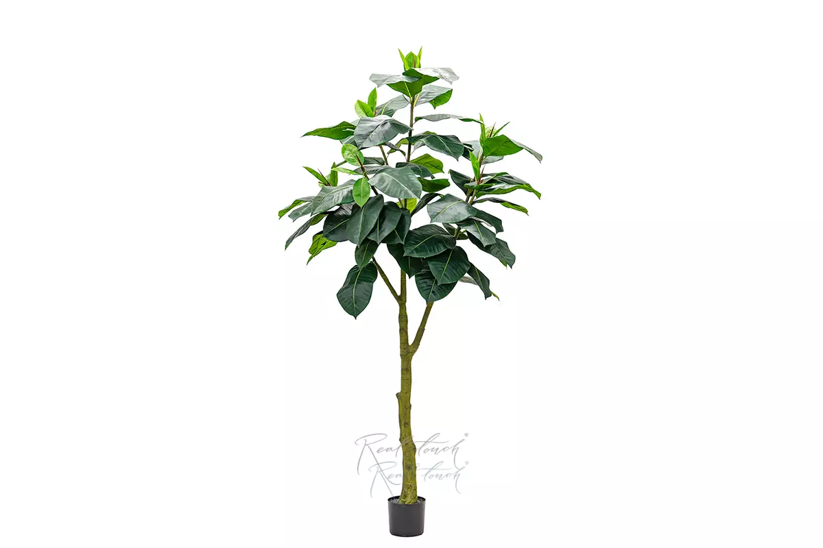 Фикус Эластика Абиджан 240см - Зеленый