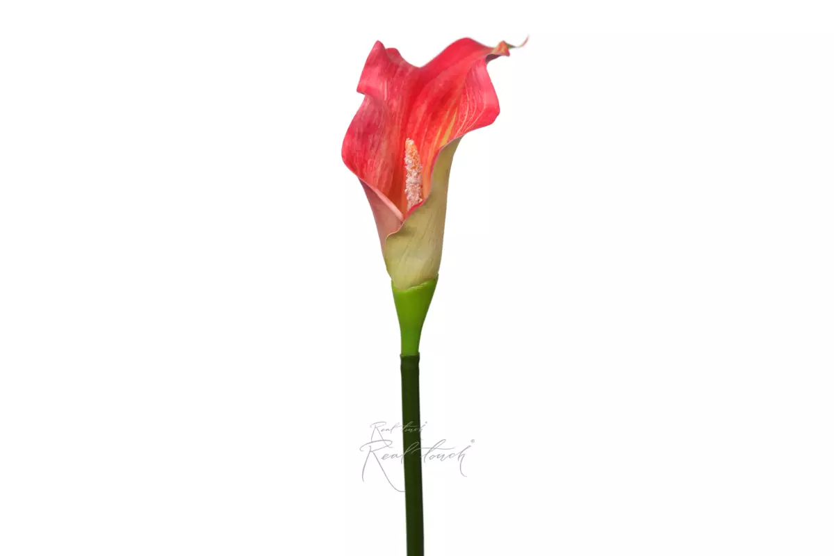 Калла 3D большая - Розово-желтый