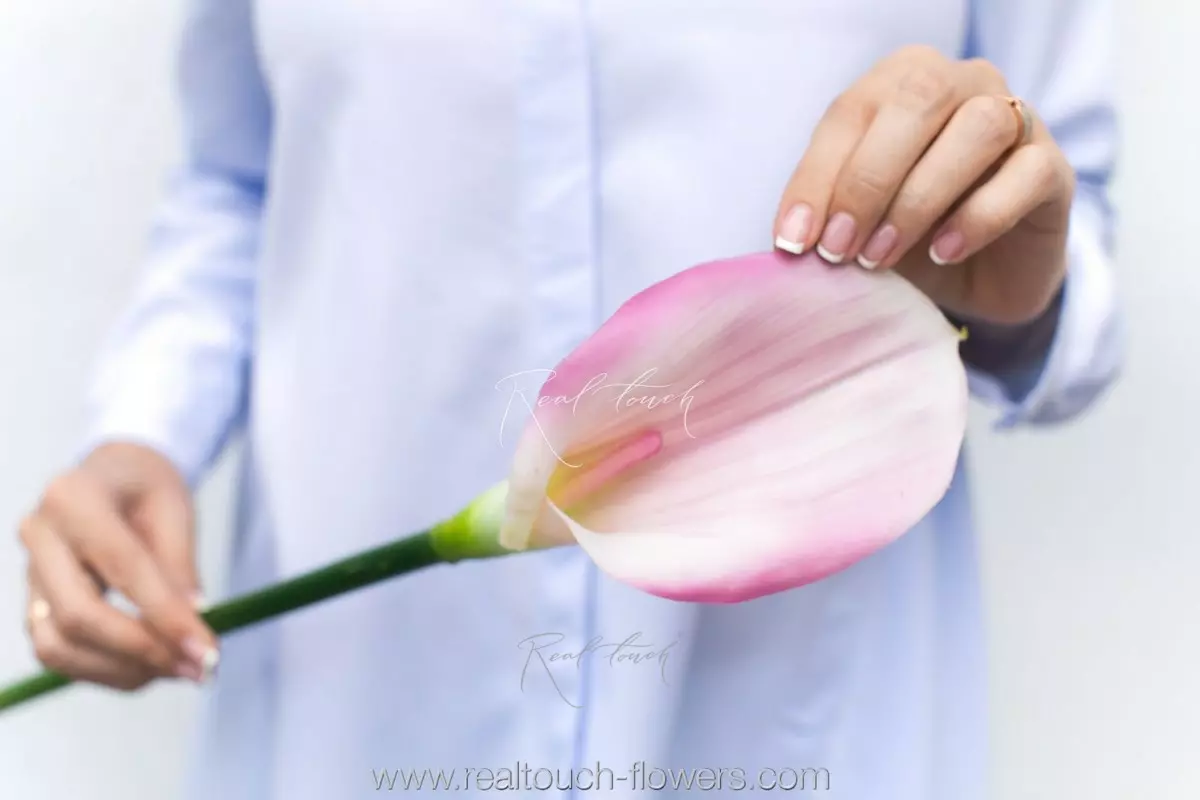 Калла Премиум - Светло-фиолетовый