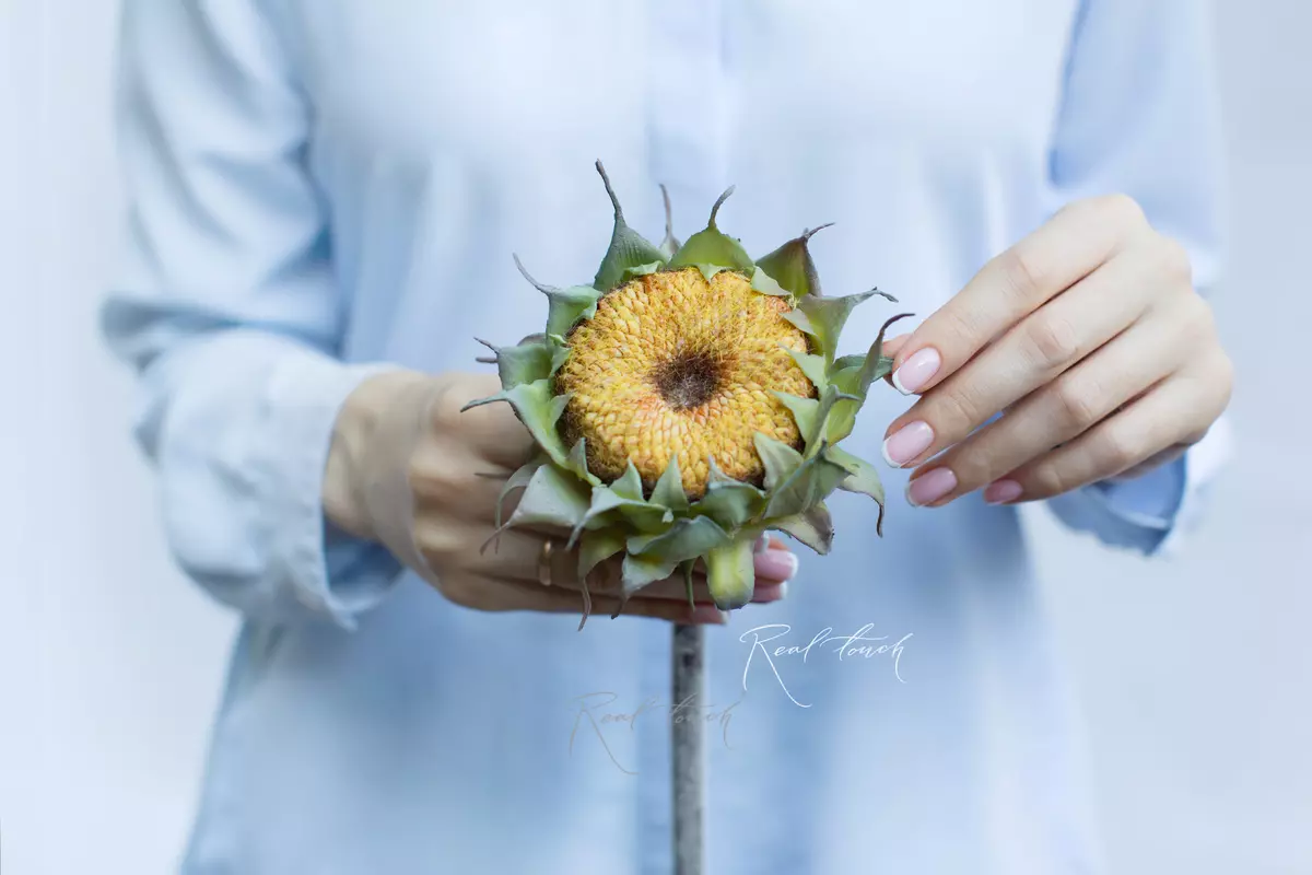 Подсолнух без лепестков - Желтый