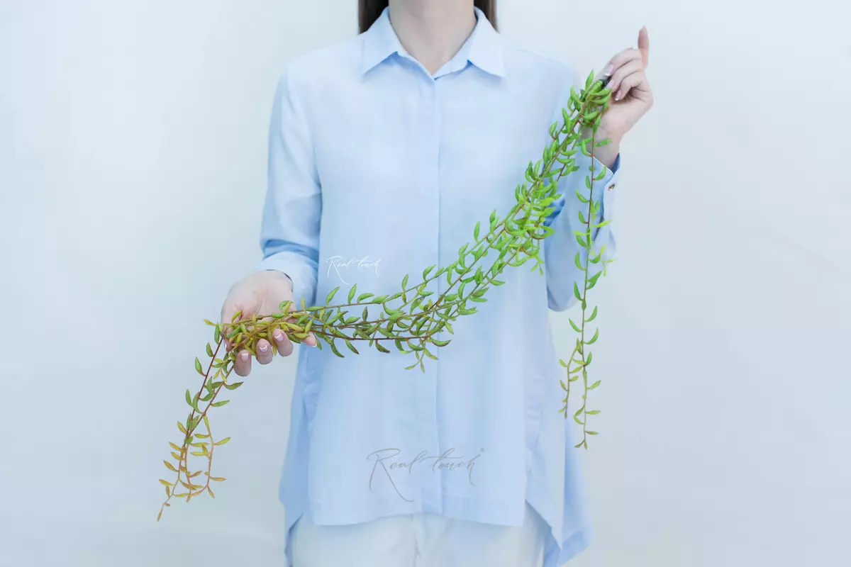Сенецио radicans "String of Bananas" - Зелено-красный Сенецио radicans "String of Bananas" - Зелено-красный