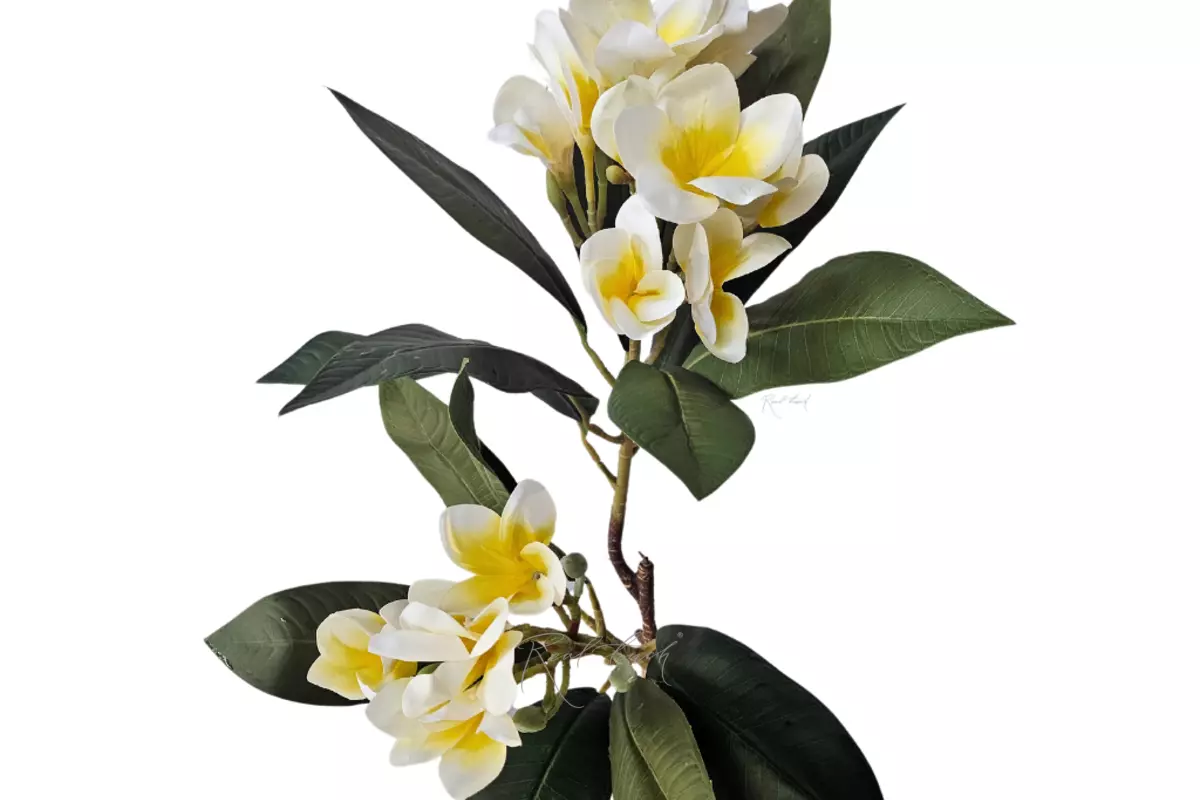 Плюмерия - Белый Плюмерия - Белый