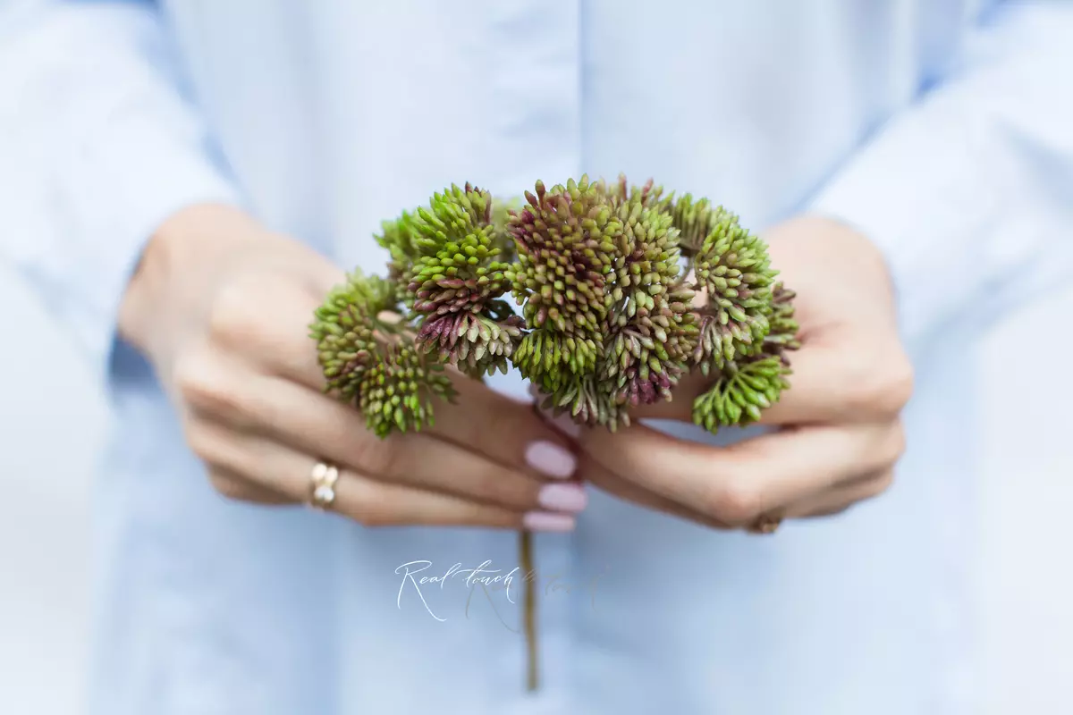 Седум малый - Грязно-зеленый
