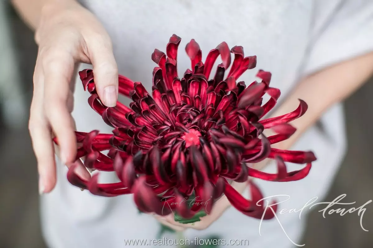 Хризантема большая вид 1 - Бордо