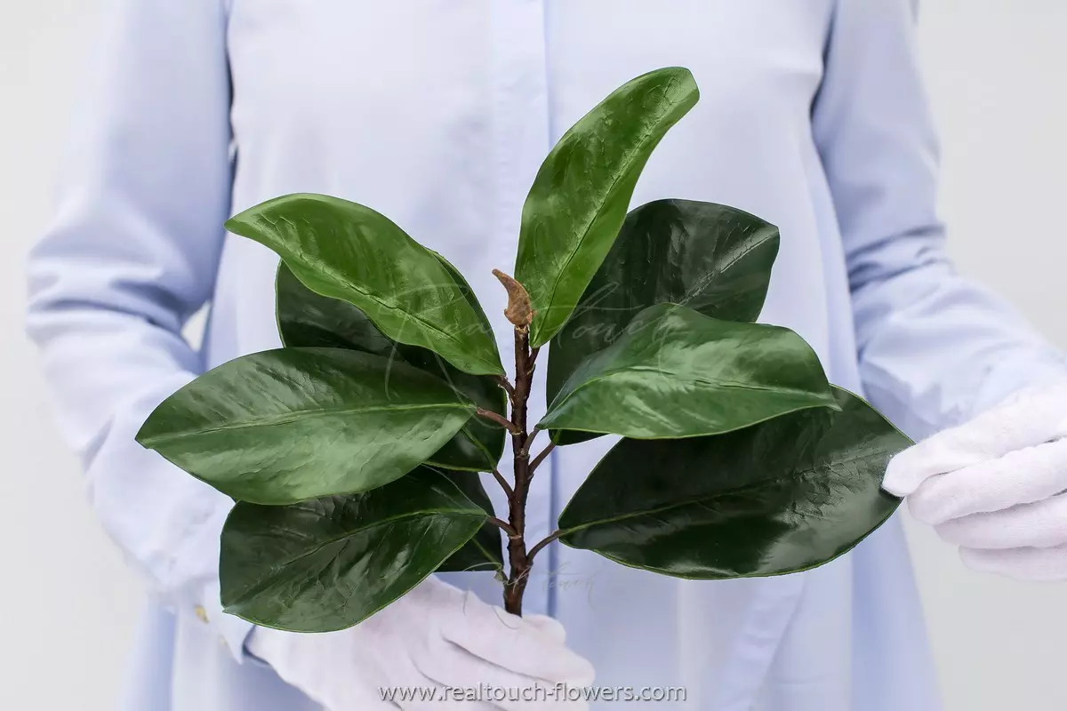Ветка с листьями магнолии (устар.) - Зеленый Ветка с листьями магнолии (устар.) - Зеленый