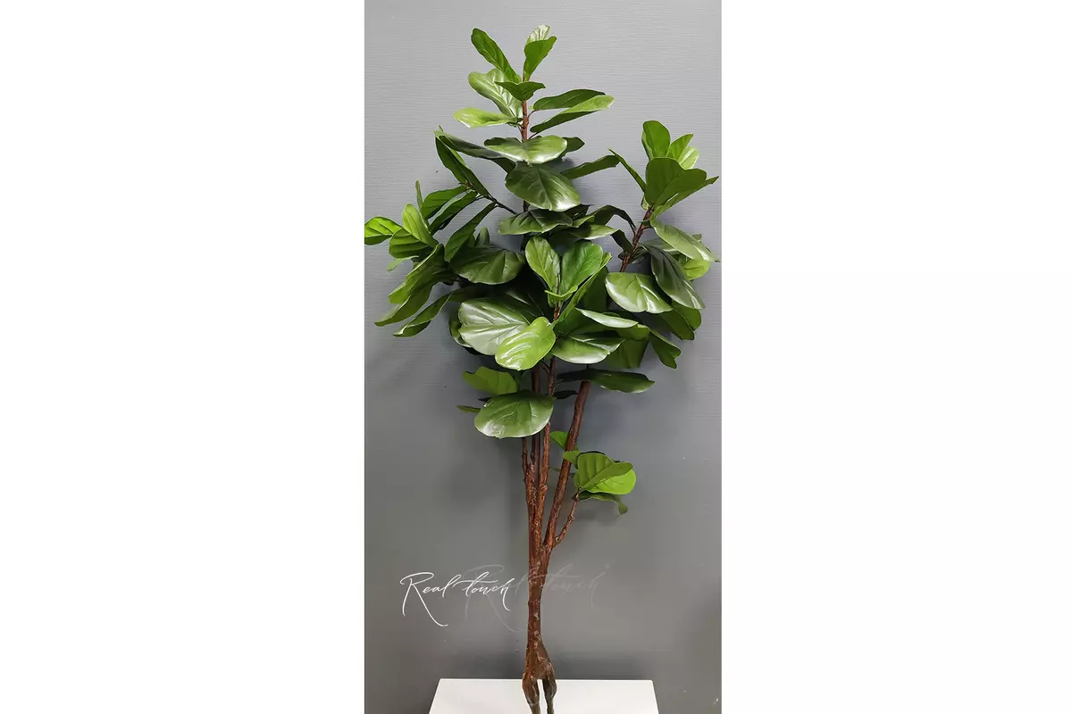 Фикус Лирата без кашпо 210см - Зеленый