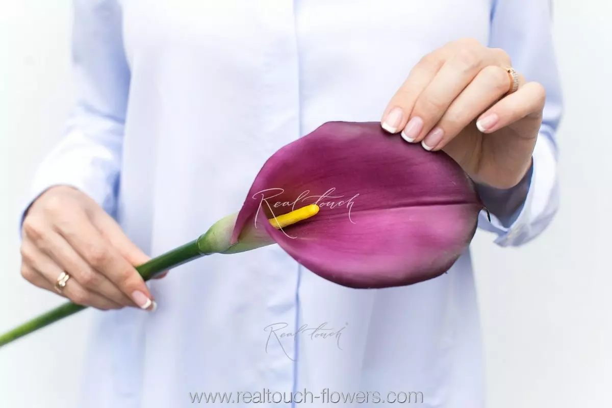 Калла Премиум - Фиолетовый