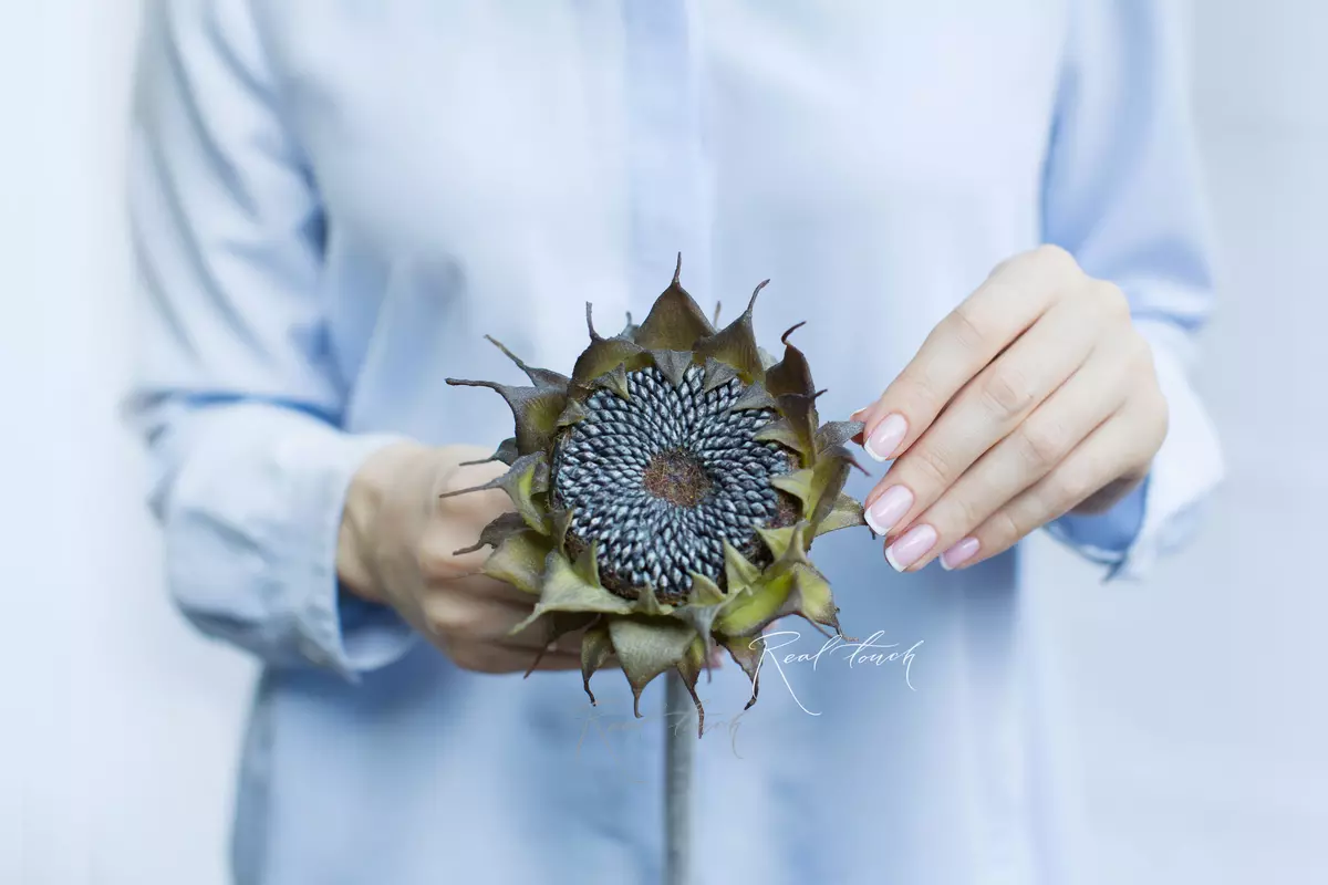 Подсолнух без лепестков - Черный Подсолнух без лепестков - Черный