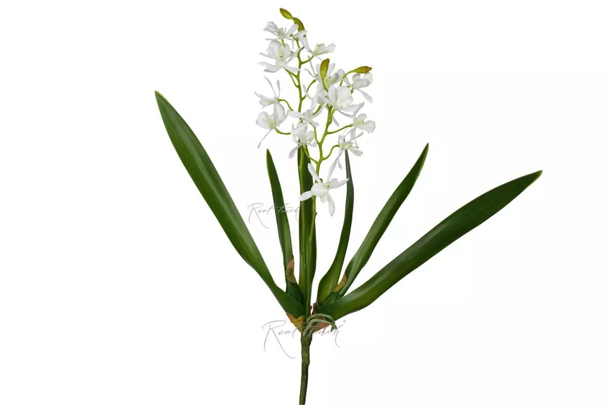 Орхидея Целогина - Белый