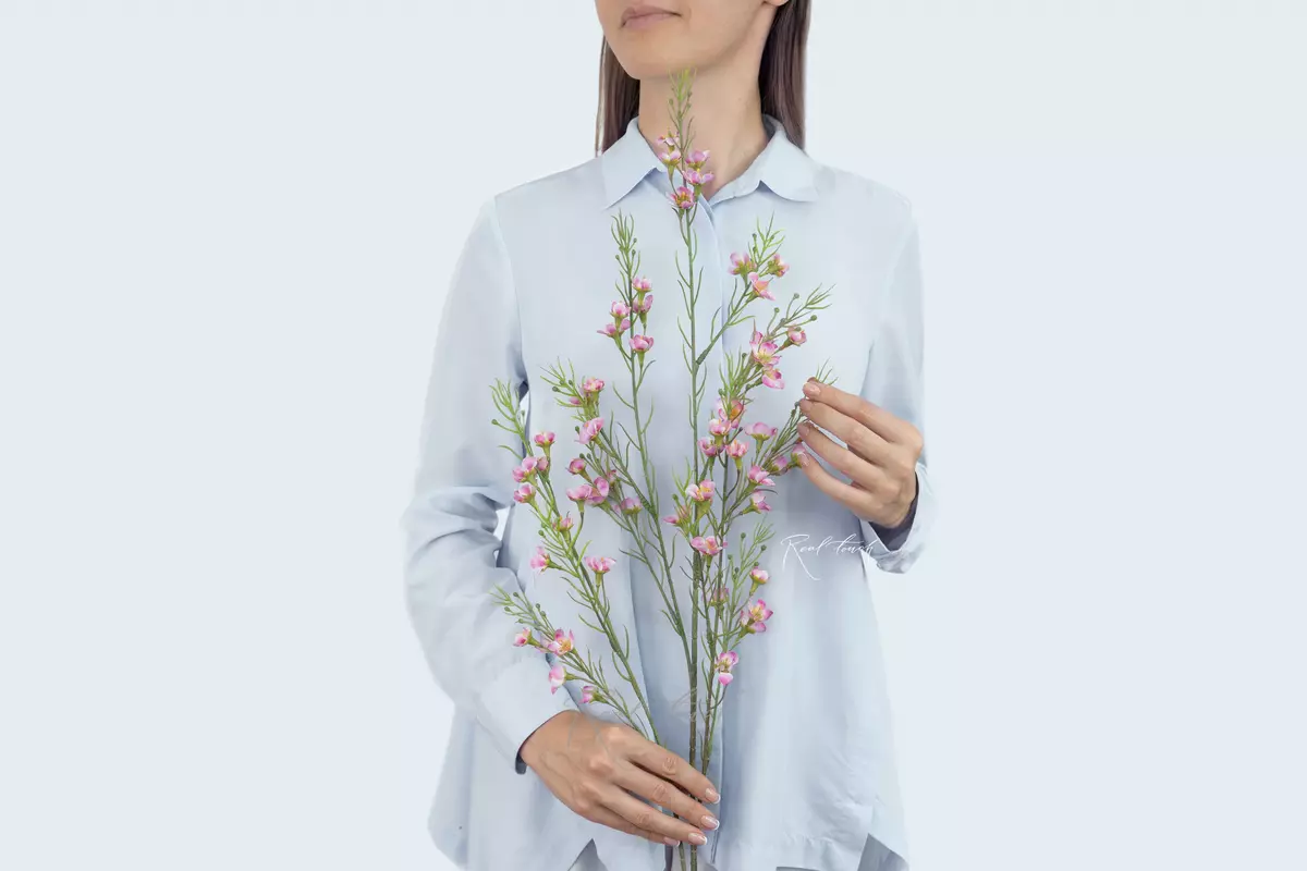 Хамелациум тонкий - Фуксия