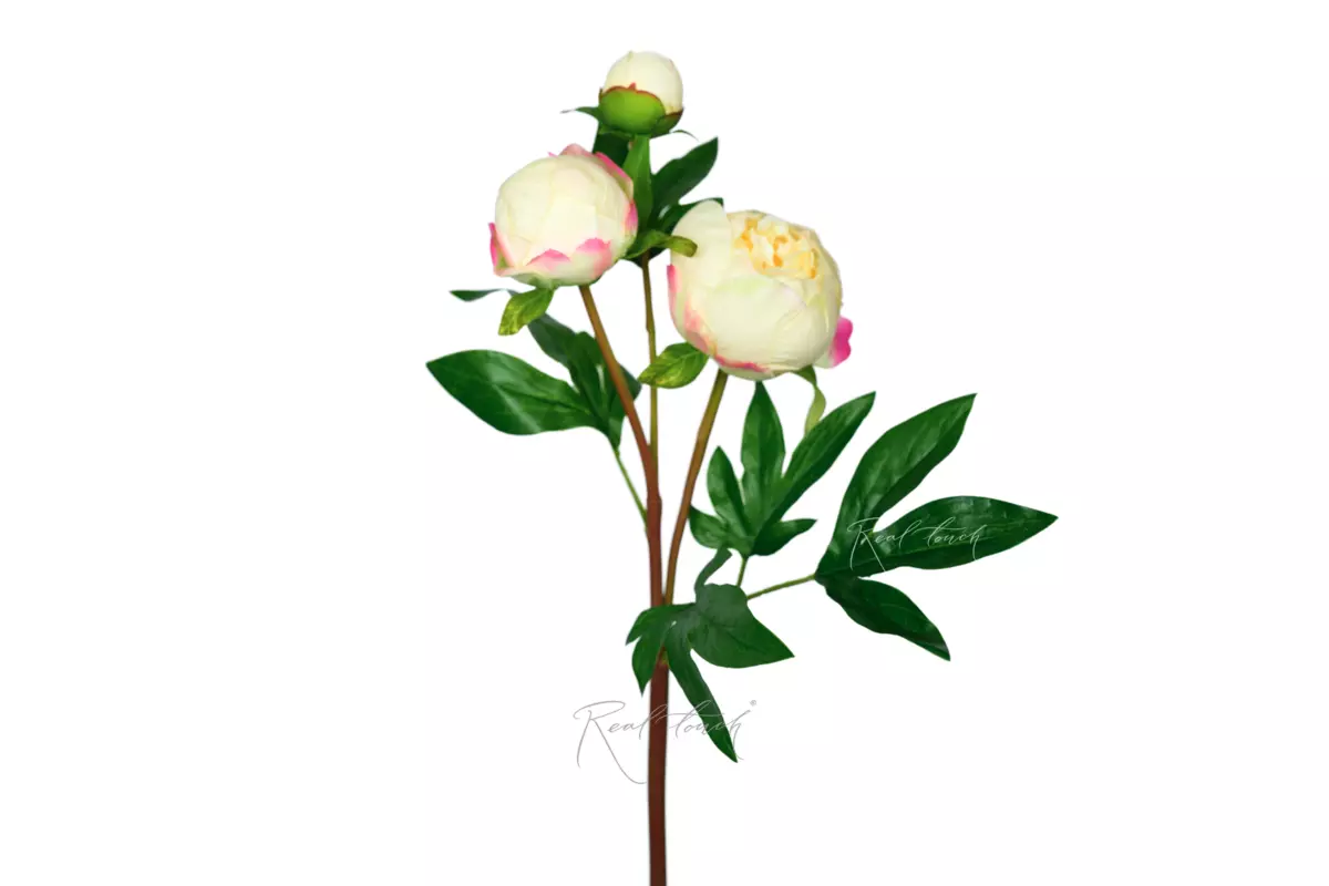 Пион (3 бутона) - Кремовый Пион (3 бутона) - Кремовый