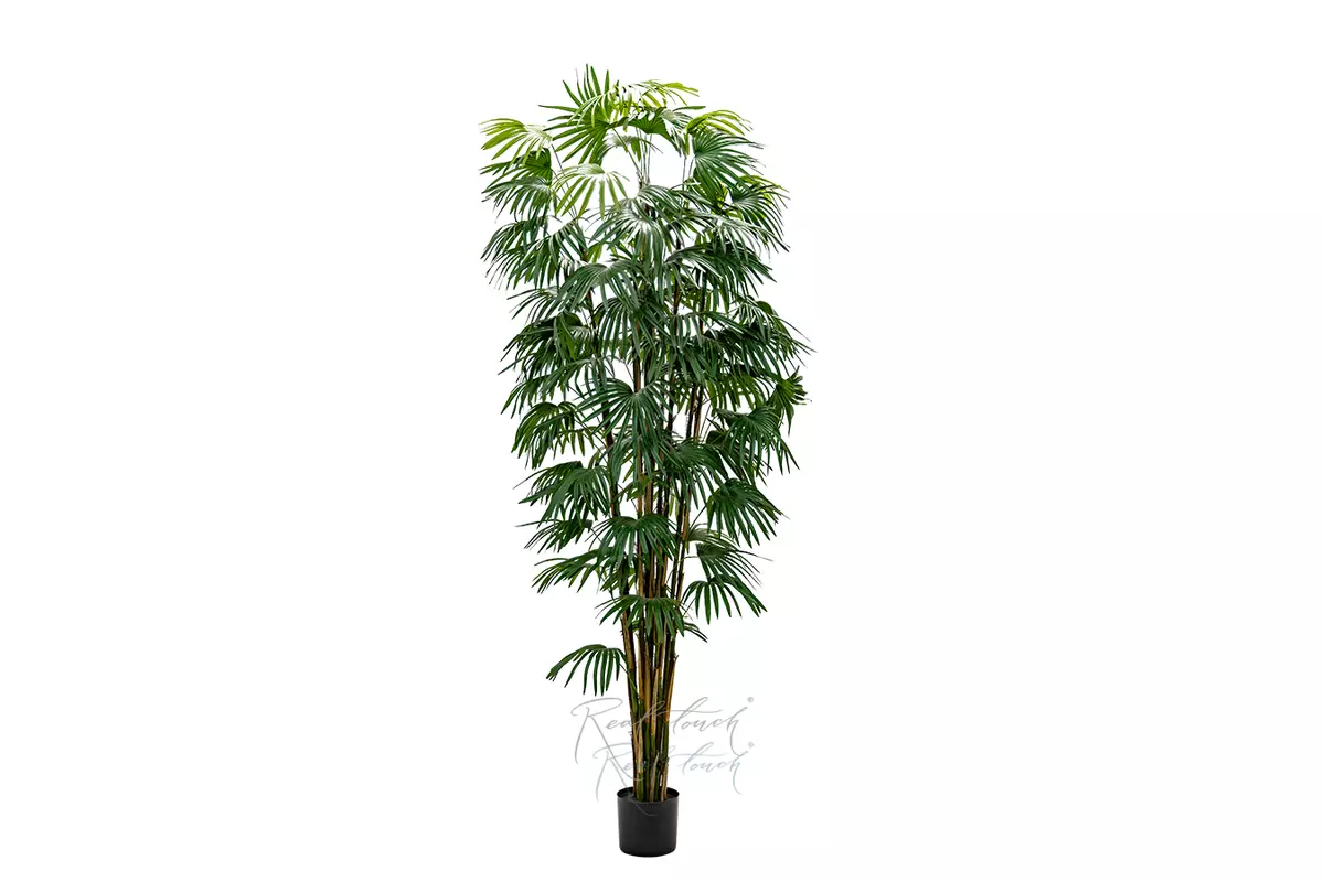 Веерная пальма 240см - Зеленый Веерная пальма 240см - Зеленый