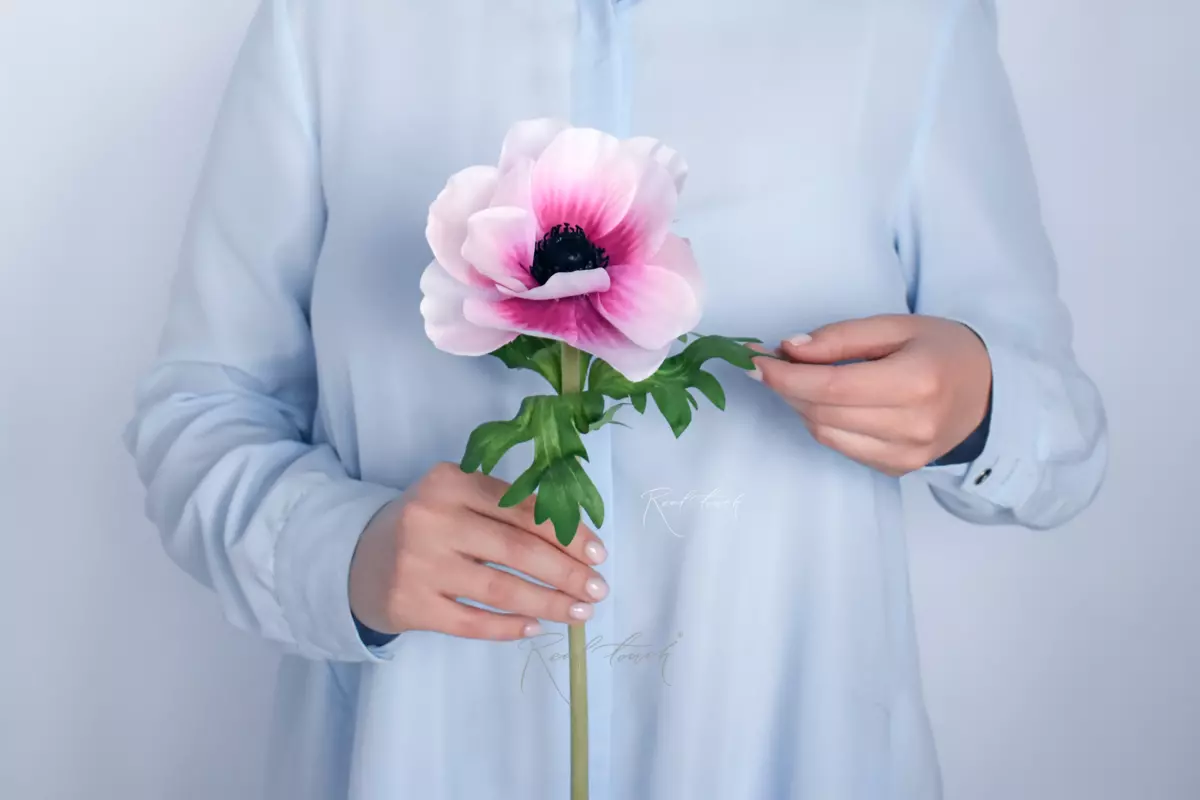 Анемона de Caen - Бело-розовый