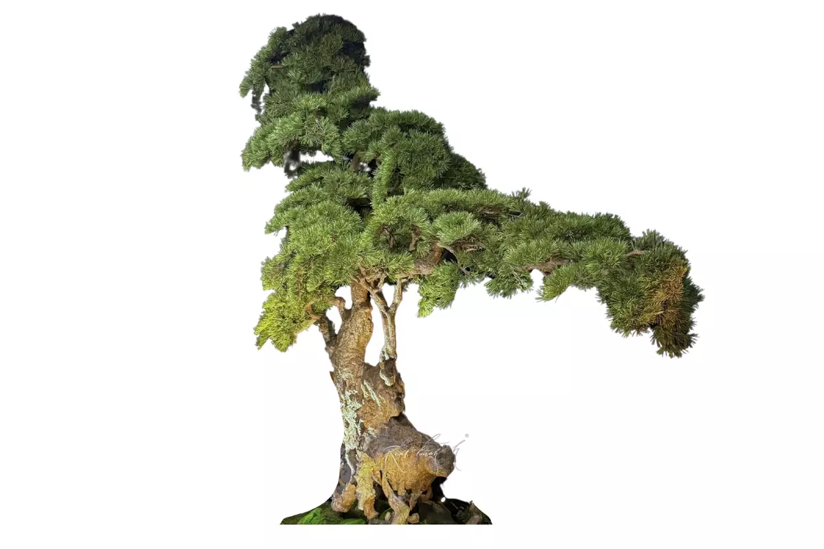 Бонсай в. 230 см/ ш. 220 см - Зеленый