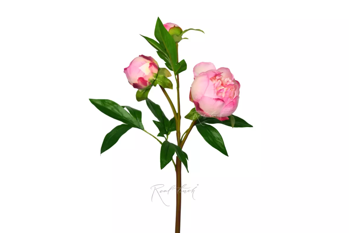 Пион (3 бутона) - Розовый Пион (3 бутона) - Розовый