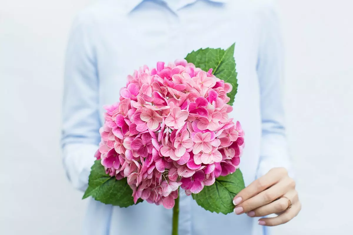 Гортензия садовая на стебле - Фуксия