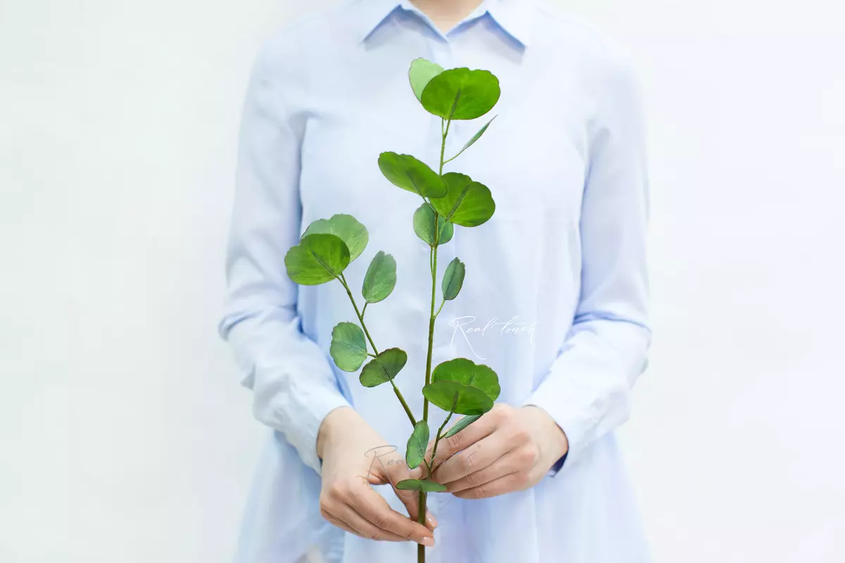 Эвкалипт серебряный $ HQ малый - Светло-зеленый