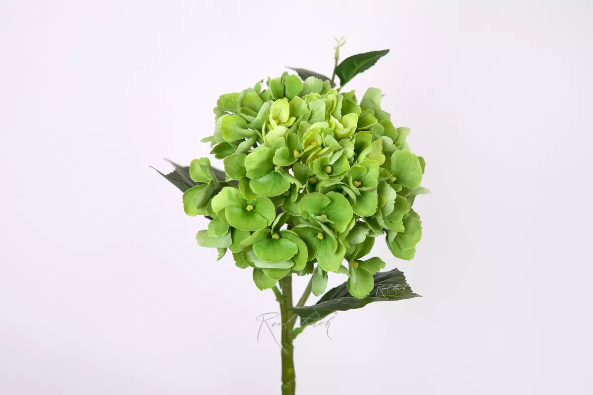 Гортензия крупнолистная small на стебле - Зеленый Гортензия крупнолистная small на стебле - Зеленый