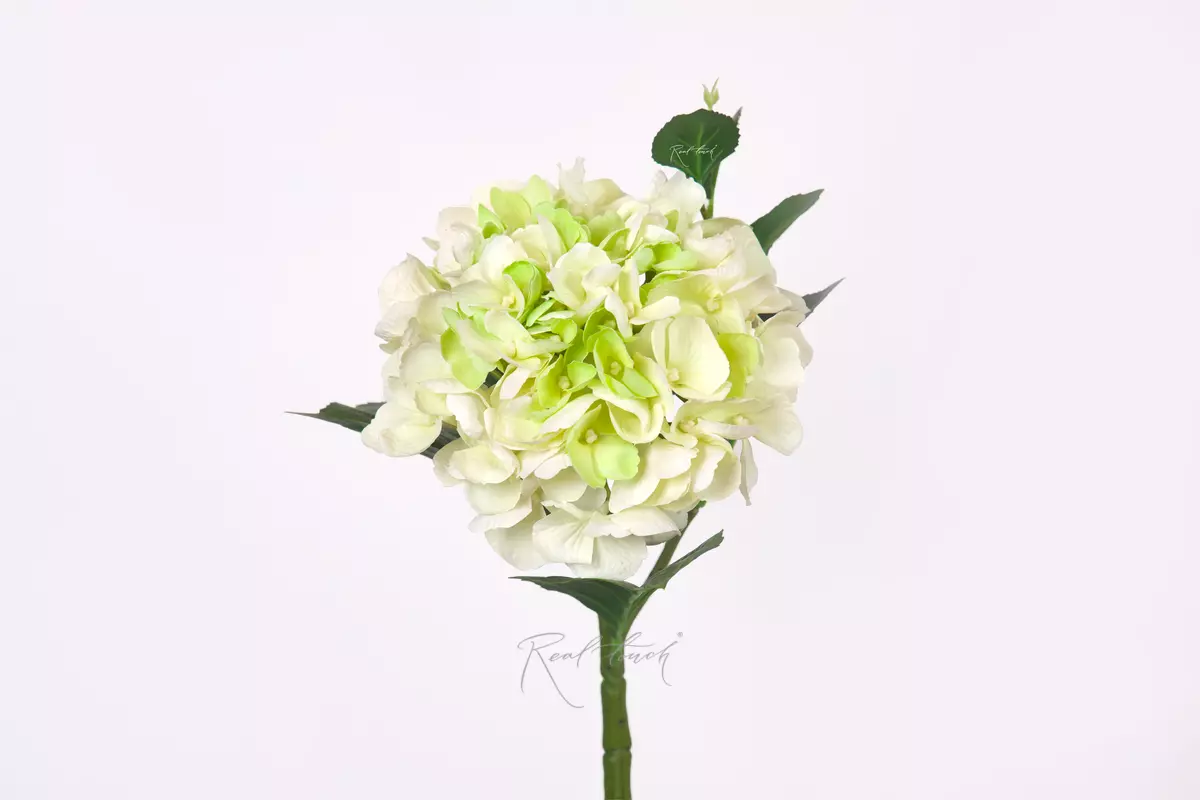 Гортензия крупнолистная small на стебле - Бело-зеленый