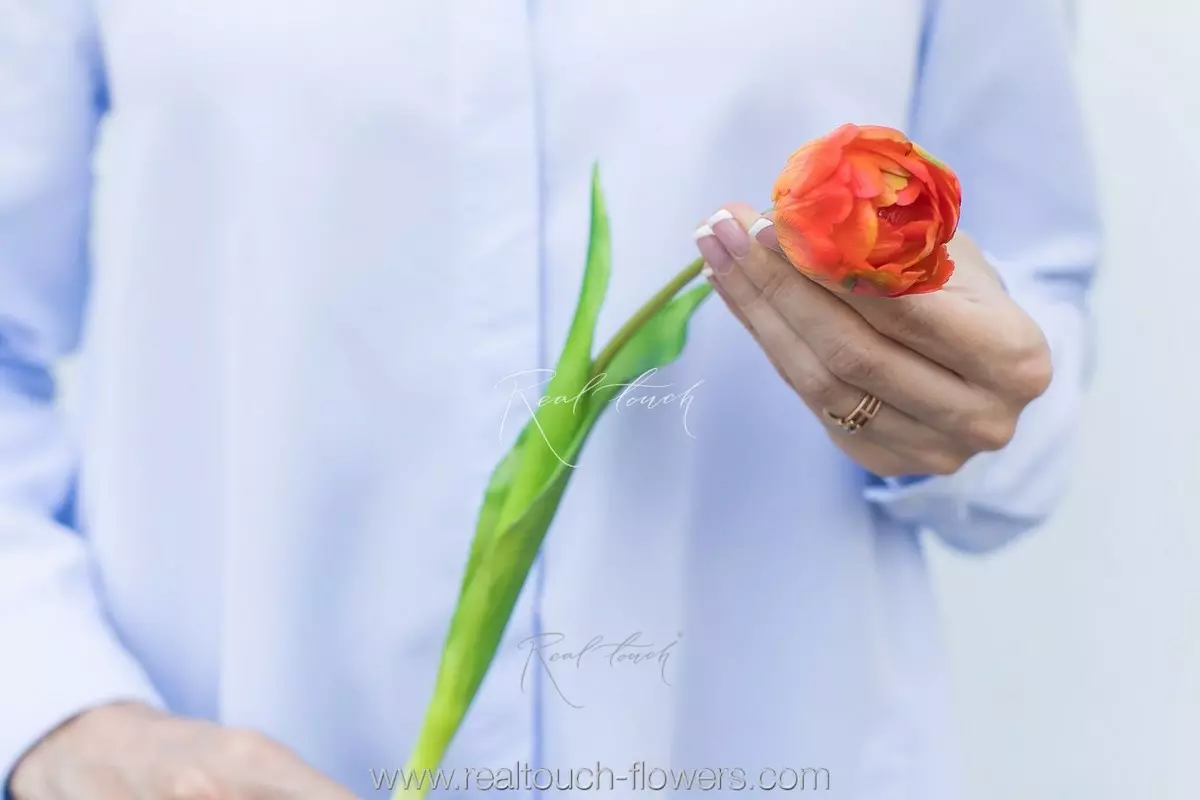 Тюльпан открытый - Оранжевый