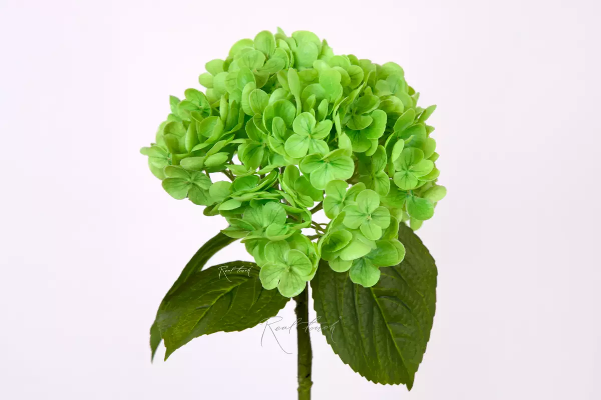 Гортензия садовая на стебле - Зеленый