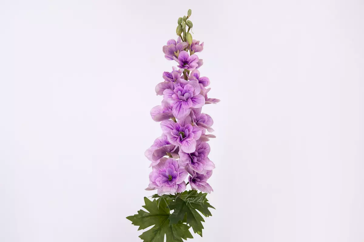 Дельфиниум малый - Фиолетовый Дельфиниум малый - Фиолетовый