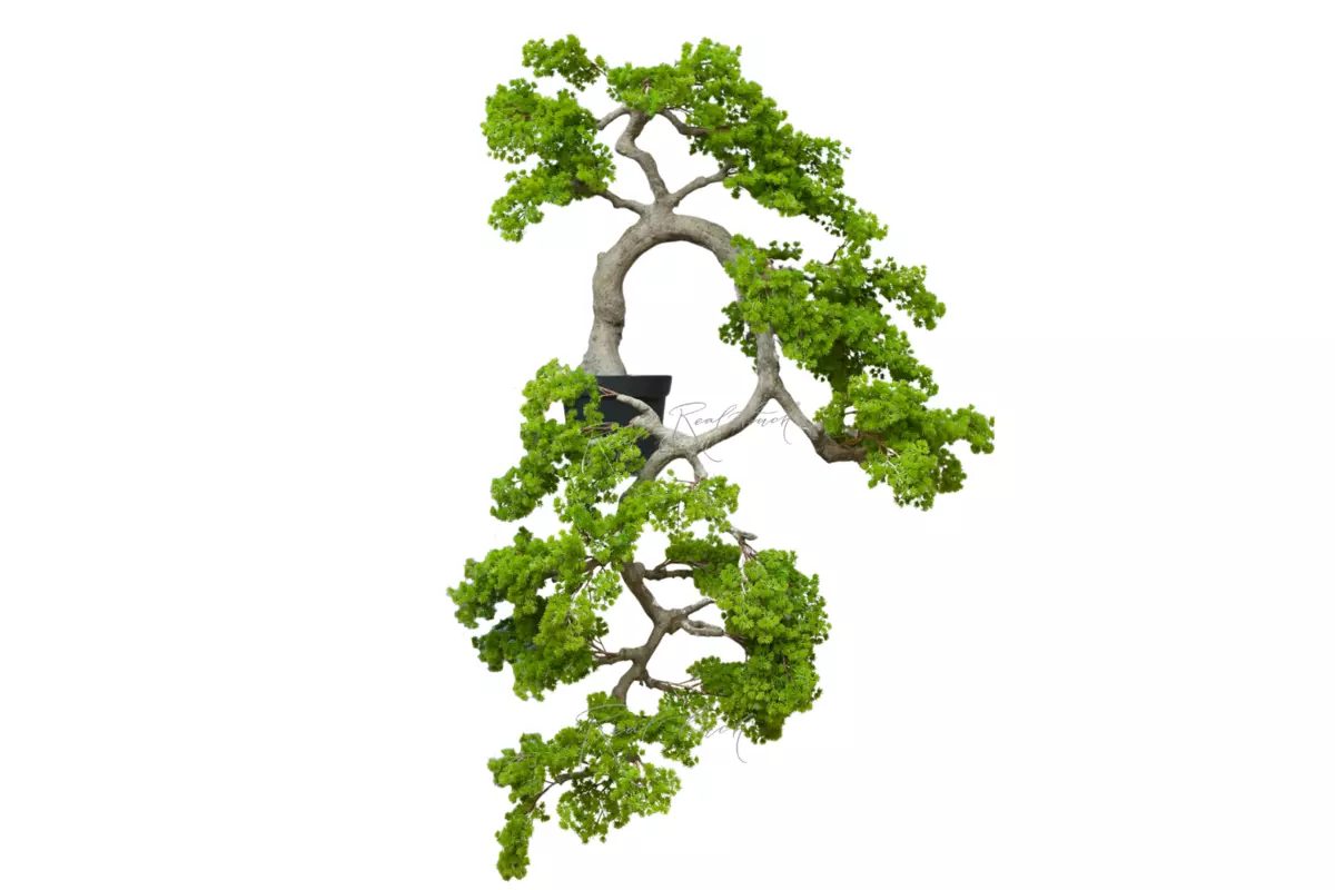 Бонсай каскад с короткой иглой изгиб вправо в. 160 см/ ш. 100 см - Зеленый