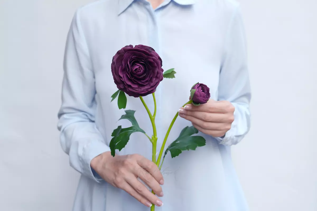 Ранункулюс азиатский Pauline - Темно-фиолетовый