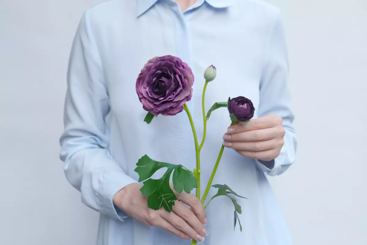 Ранункулюс азиатский Pauline - Фиолетовый Ранункулюс азиатский Pauline - Фиолетовый