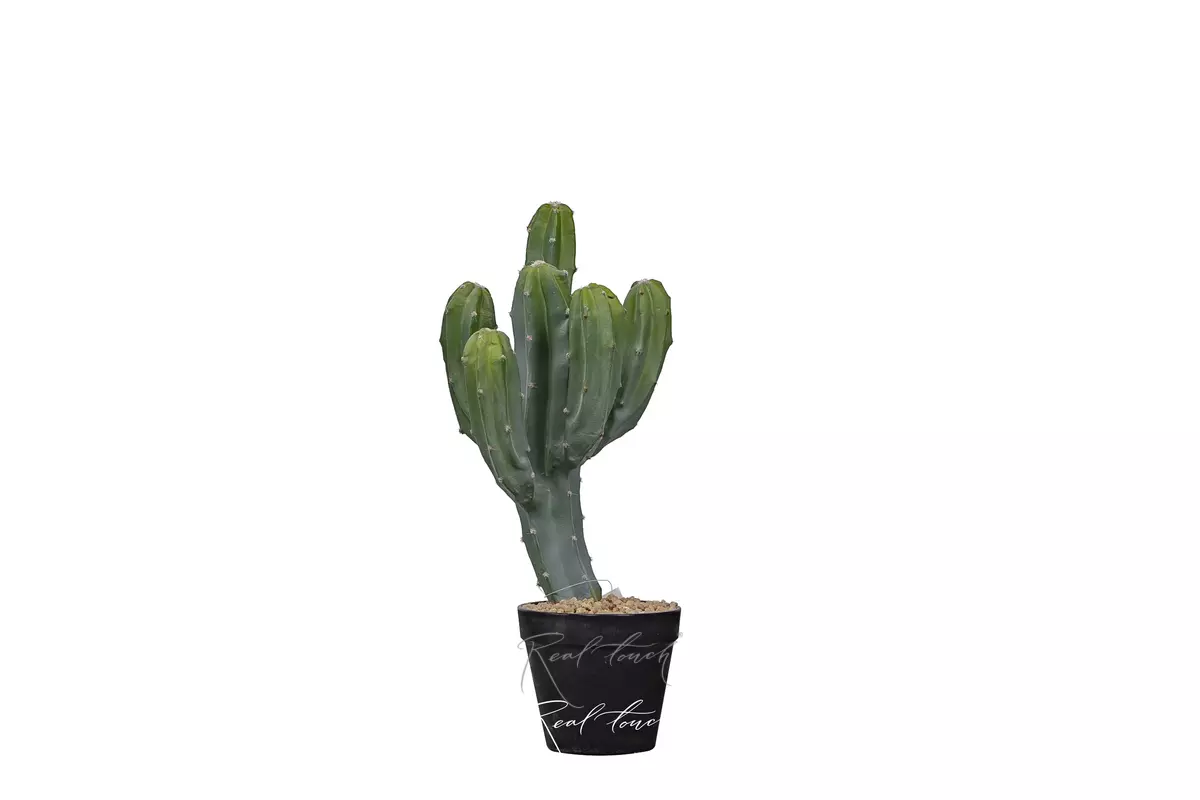 Кактус Цереус Мексиканский 43см - Зеленый Кактус Цереус Мексиканский 43см - Зеленый