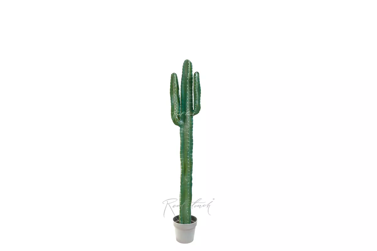 Кактус Цереус большой 141см (с белыми иголками) - Зеленый Кактус Цереус большой 141см (с белыми иголками) - Зеленый