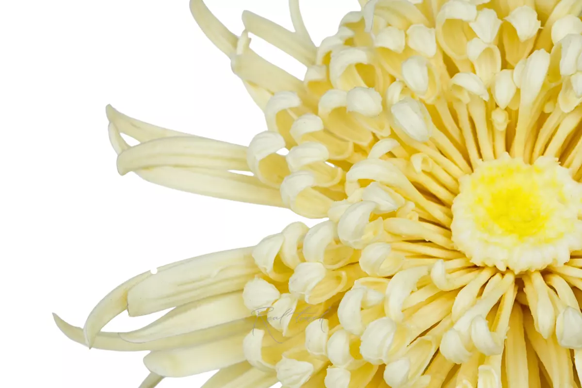 Хризантема Лебединая песня - Кремовый