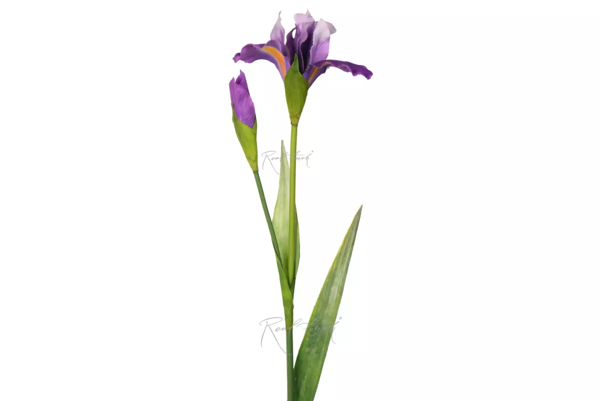 Ирис 77 см - Фиолетовый Ирис 77 см - Фиолетовый