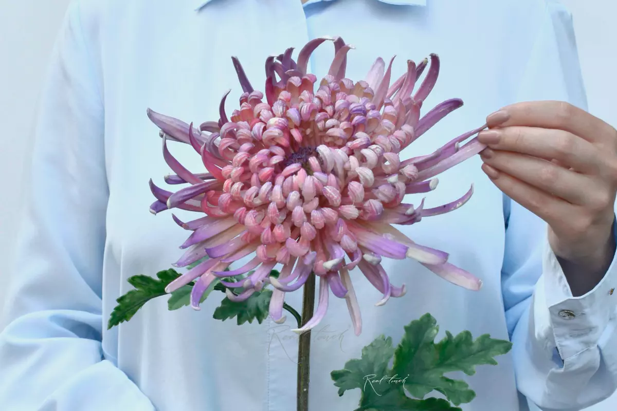 Хризантема Лебединая песня - Сиреневый