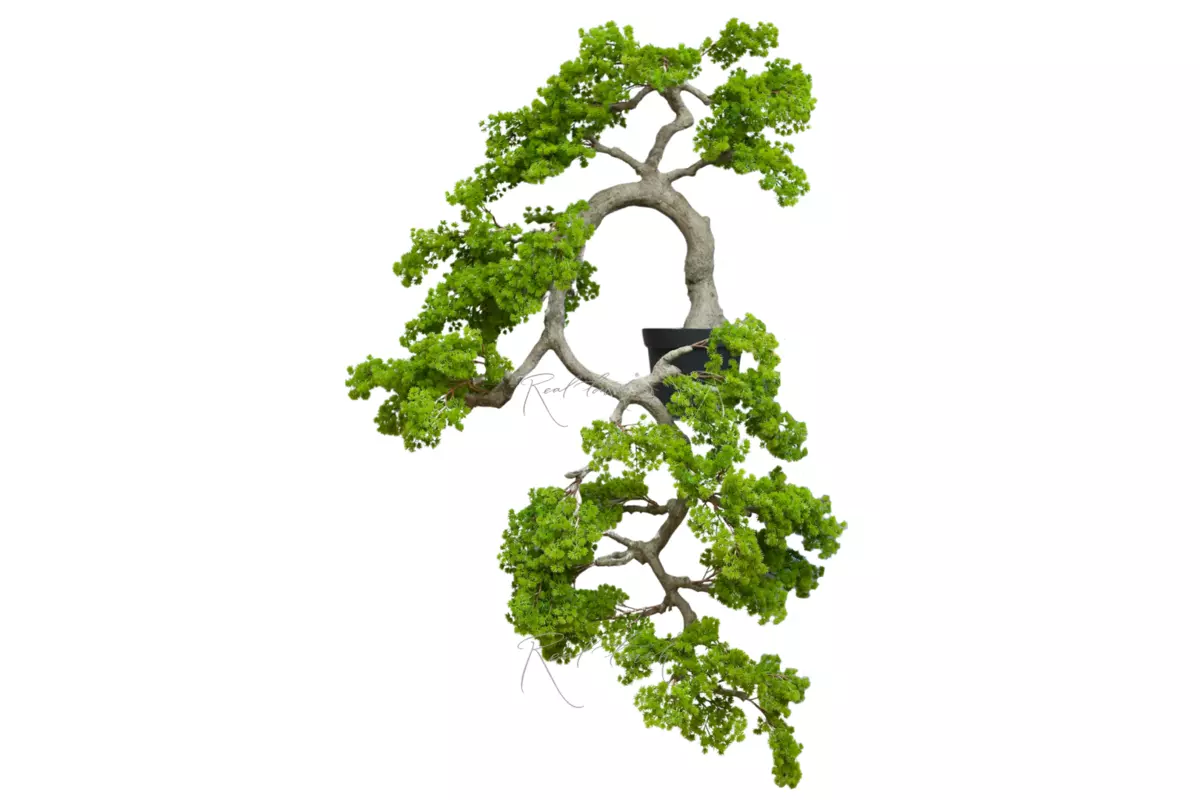 Бонсай каскад с короткой иглой изгиб влево в. 160 см/ ш. 100 см - Зеленый