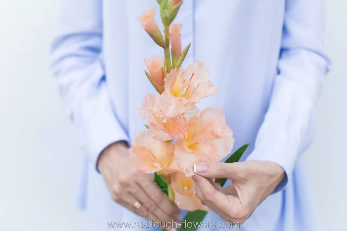 Гладиолус - Персиковый