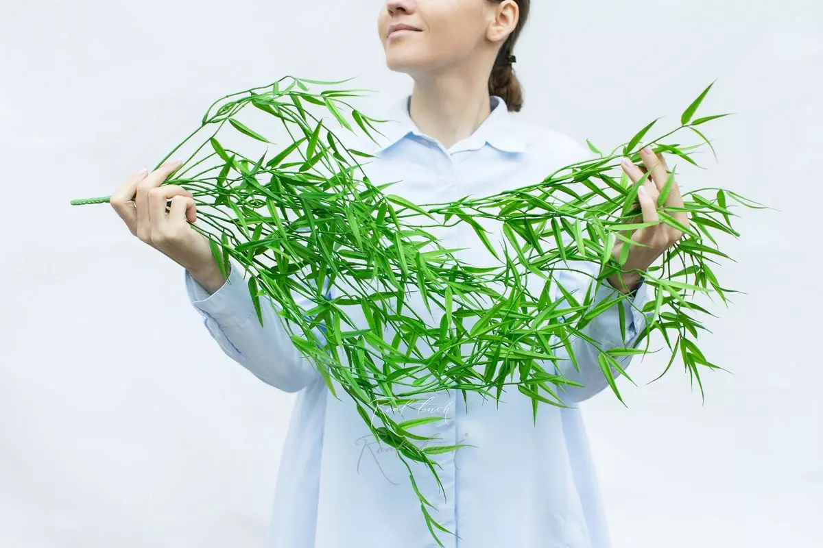 Бамбук ампельный - Зеленый