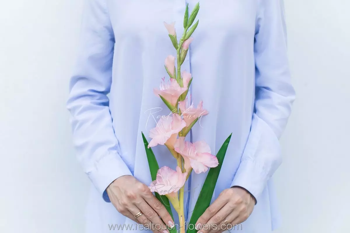 Гладиолус - Розовый